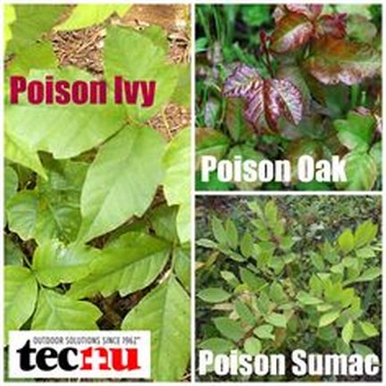 poisonous plants in Missouri. - Garrett&Victors Missouri plants.